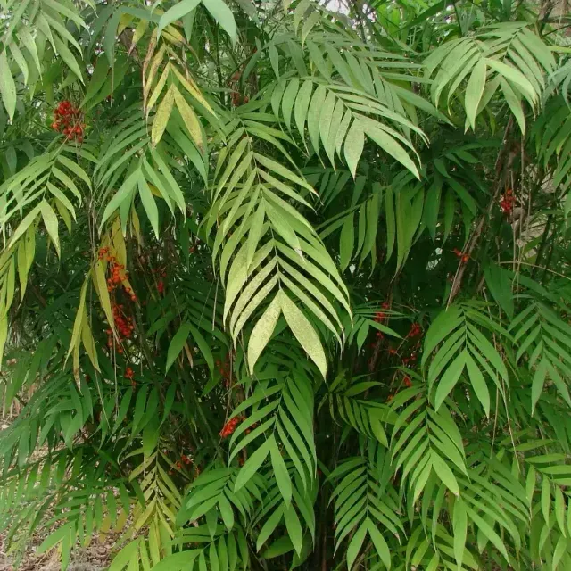 thumbnail for publication: Chamaedorea microspadix: Microspadix Palm, Hardy Bamboo Palm